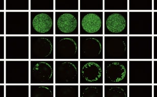 細(xì)胞遷移（Cell Migration）實(shí)驗(yàn)